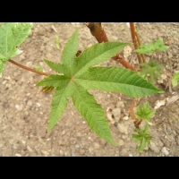 Ricin, Ricinus communis (fam Euphorbiacees) (rg tropicales) (3)